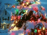 Sapin 03.jpg